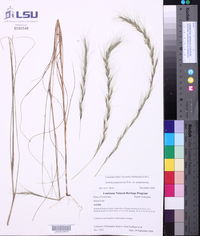 Aristida purpurascens image