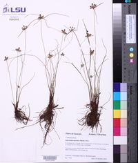 Cyperus neotropicalis image