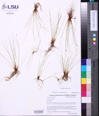 Eleocharis albida image