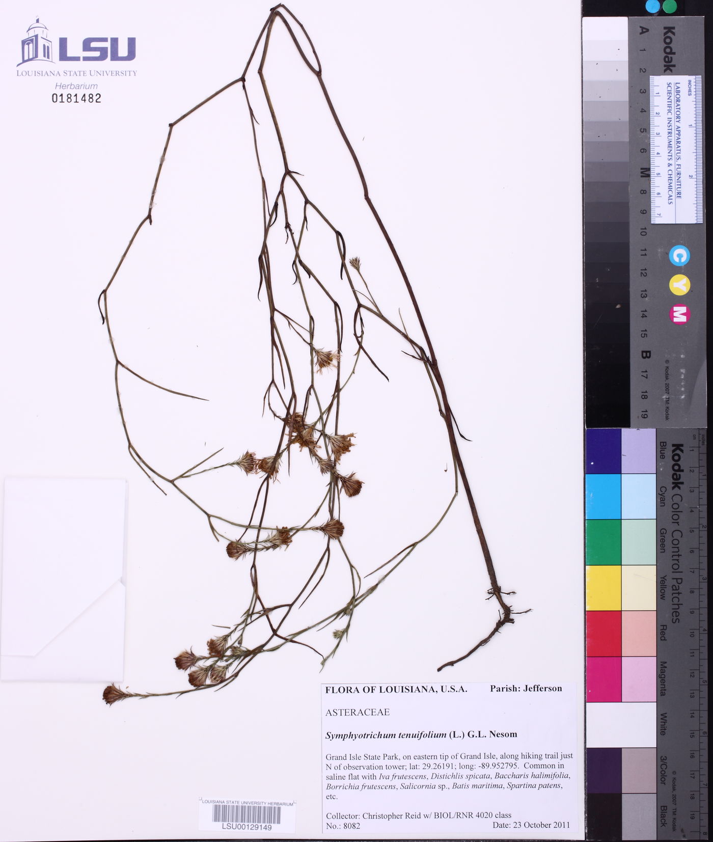 Symphyotrichum tenuifolium image