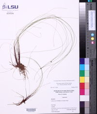 Eleocharis tenuis var. verrucosa image