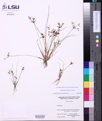 Fimbristylis miliacea image