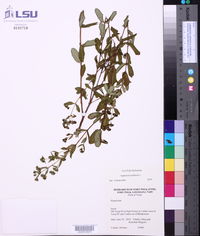 Hypericum prolificum image