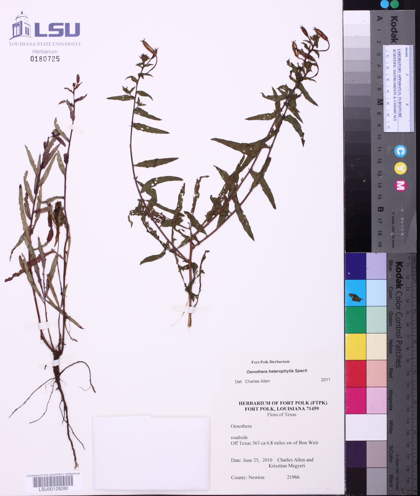 Oenothera heterophylla image