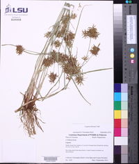 Cyperus filicinus image