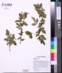 Rubus flagellaris image