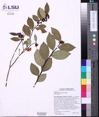 Lyonia lucida image
