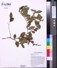 Lyonia lucida image