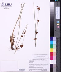 Rhynchospora caduca image