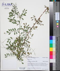 Indigofera caroliniana image