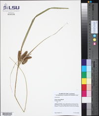 Carex comosa image