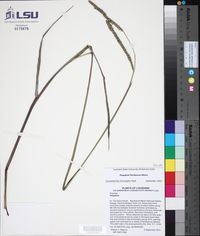 Paspalum floridanum image