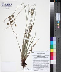 Cyperus retrorsus image