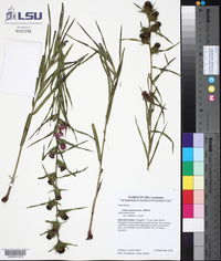 Liatris squarrosa image