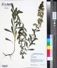 Solidago radula image