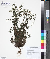 Urtica chamaedryoides image