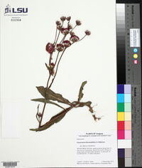 Chrysolaena flexuosa image