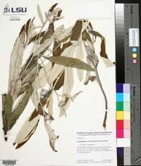 Lessingianthus macrocephalus image