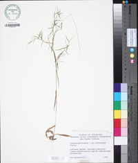 Dichanthelium dichotomum var. dichotomum image