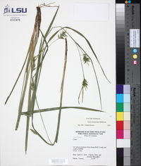 Carex lonchocarpa image