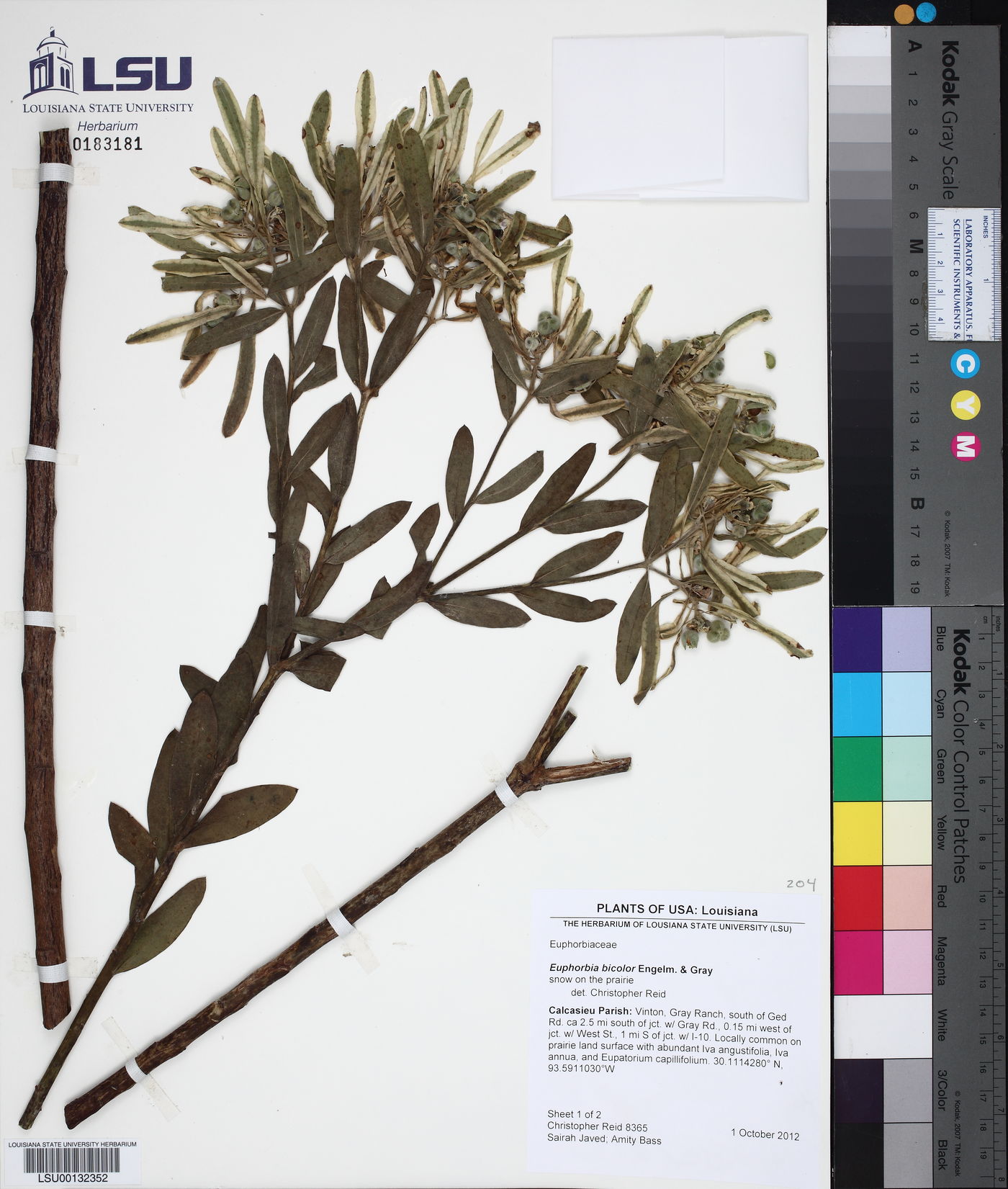 Euphorbia bicolor image