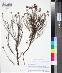 Lessingianthus brevifolius image