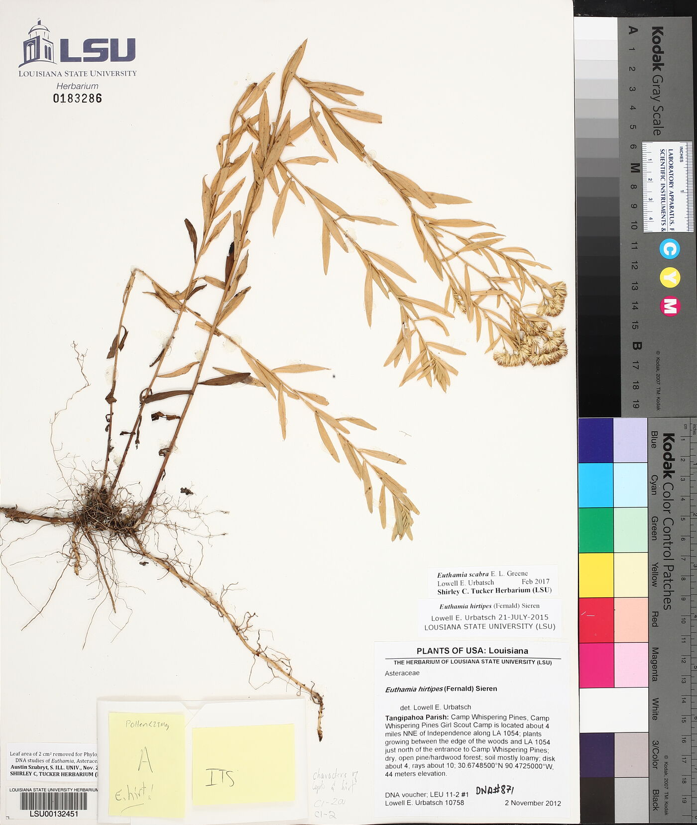 Solidago altissima subsp. altissima image