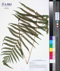 Thelypteris kunthii image