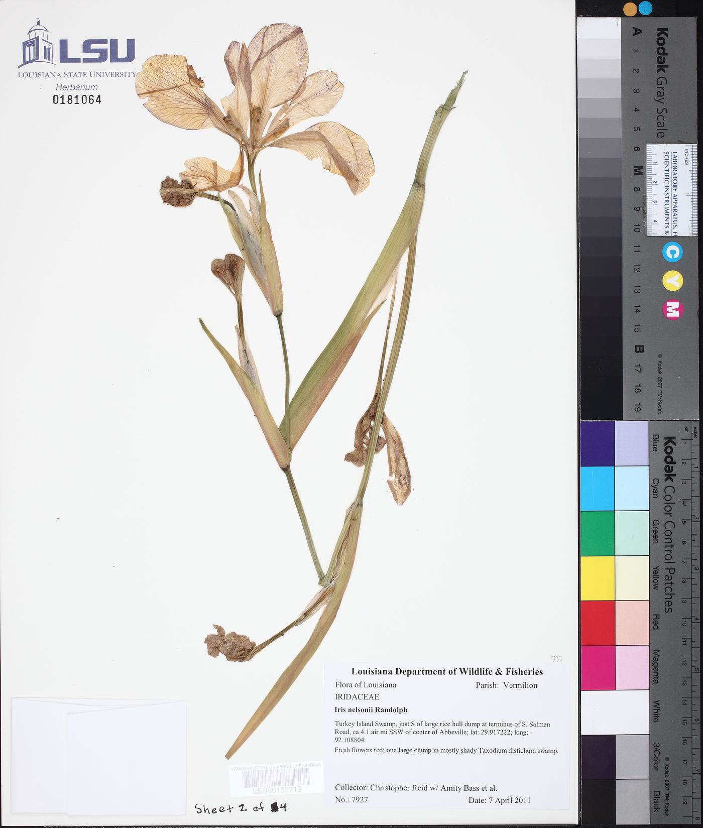 Iris nelsonii image
