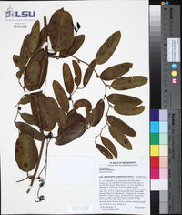 Smilax laurifolia image