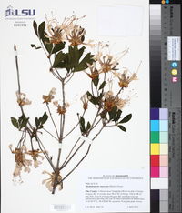 Rhododendron canescens image