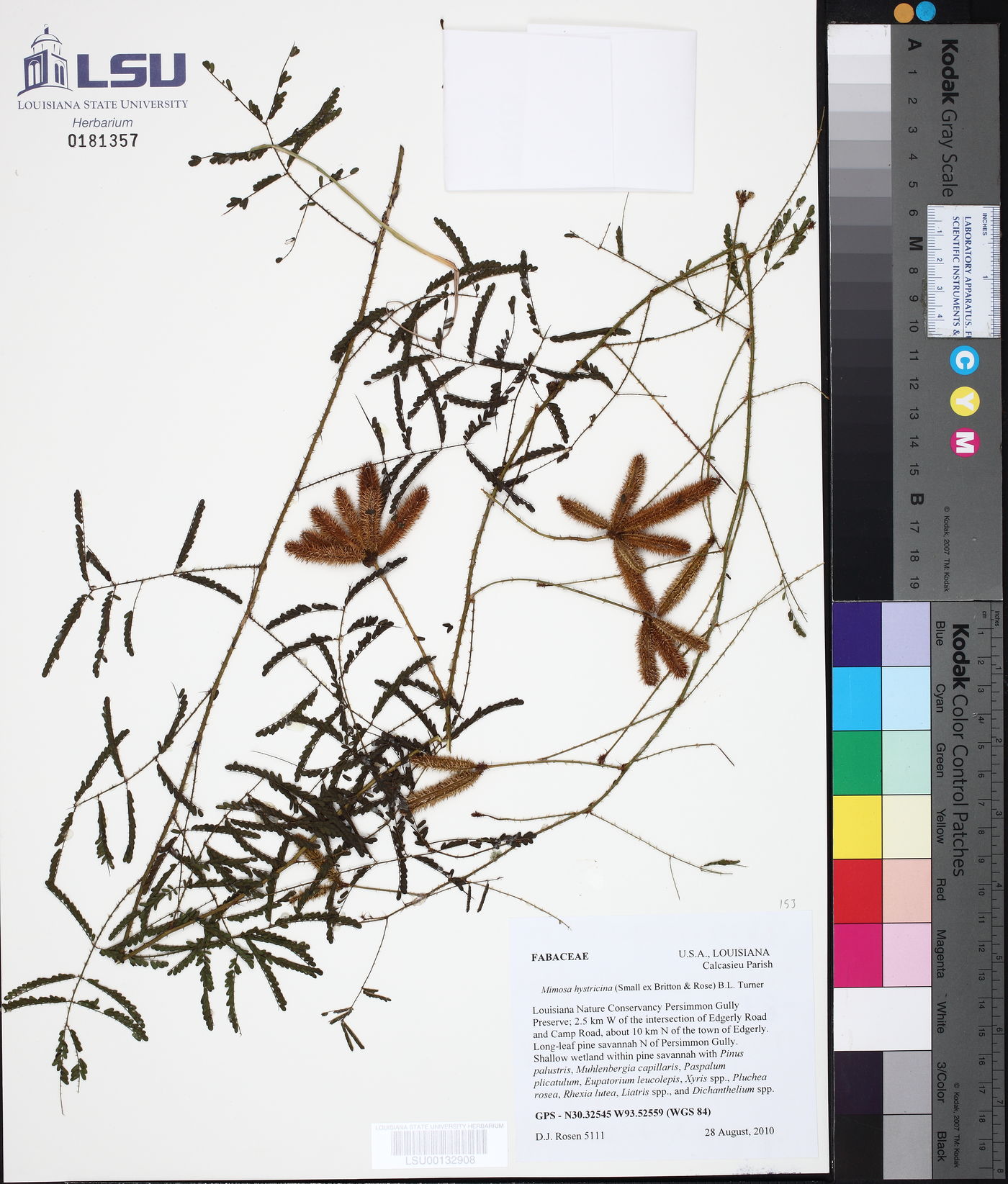 Mimosa hystricina image