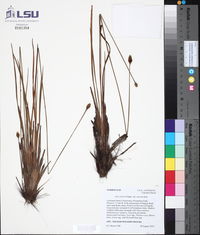 Xyris stricta var. obscura image