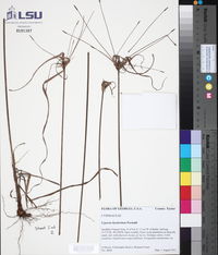 Cyperus hystricinus image