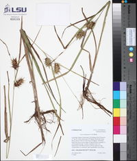 Carex louisianica image