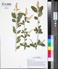 Ligustrum lucidum image