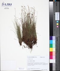 Carex eburnea image