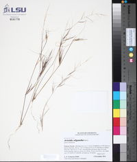 Aristida oligantha image