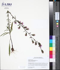 Liatris squarrulosa image