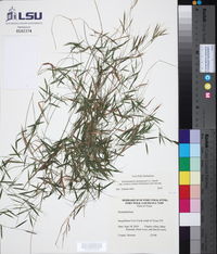 Dichanthelium dichotomum subsp. lucidum image