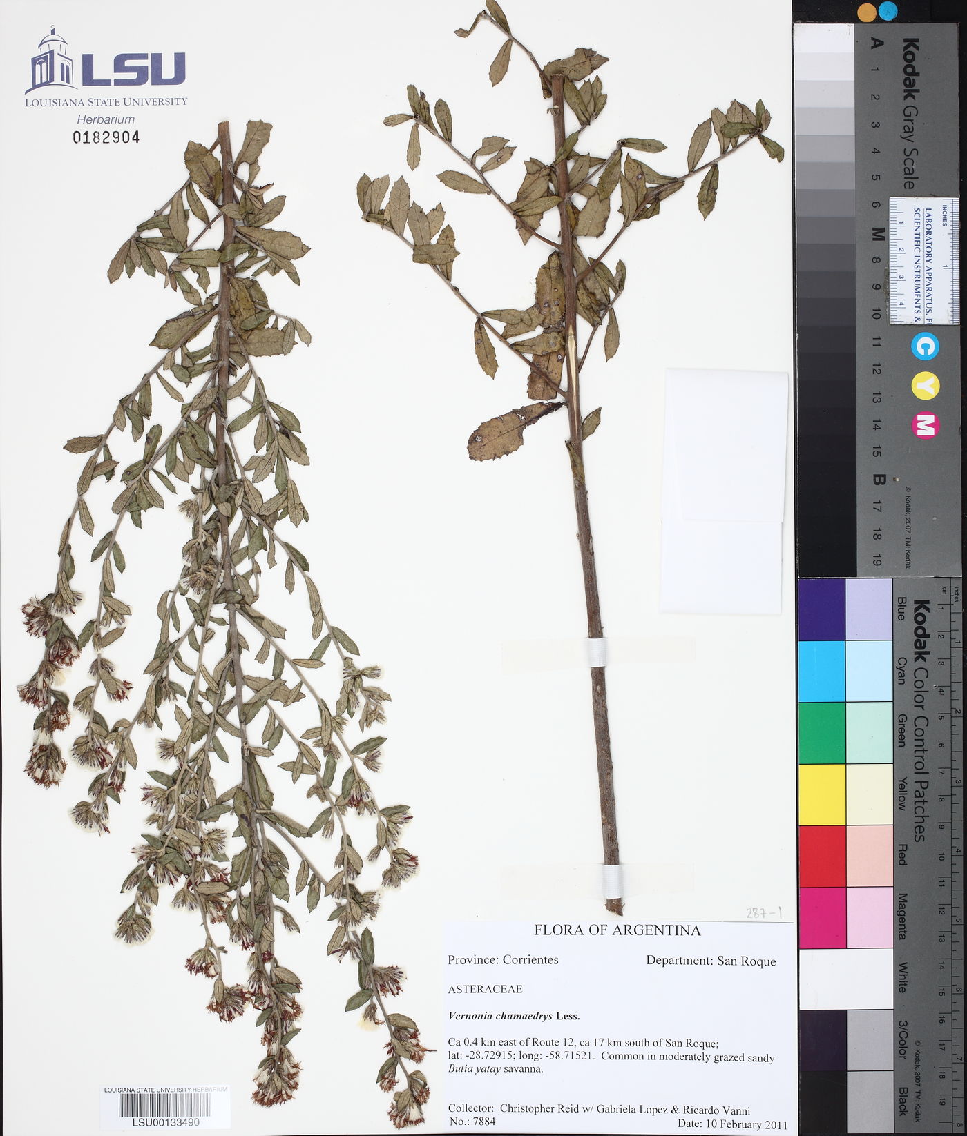 Vernonia chamaedrys image
