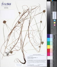 Cyperus sanguinolentus image