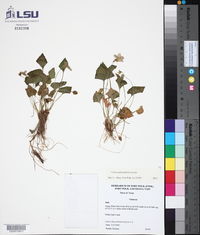 Viola nephrophylla image