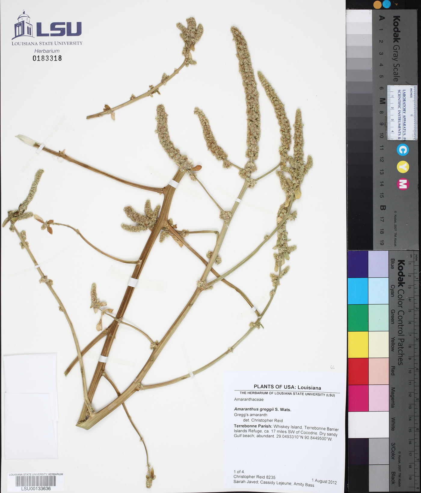 Amaranthus greggii image