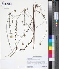 Symphyotrichum patens image