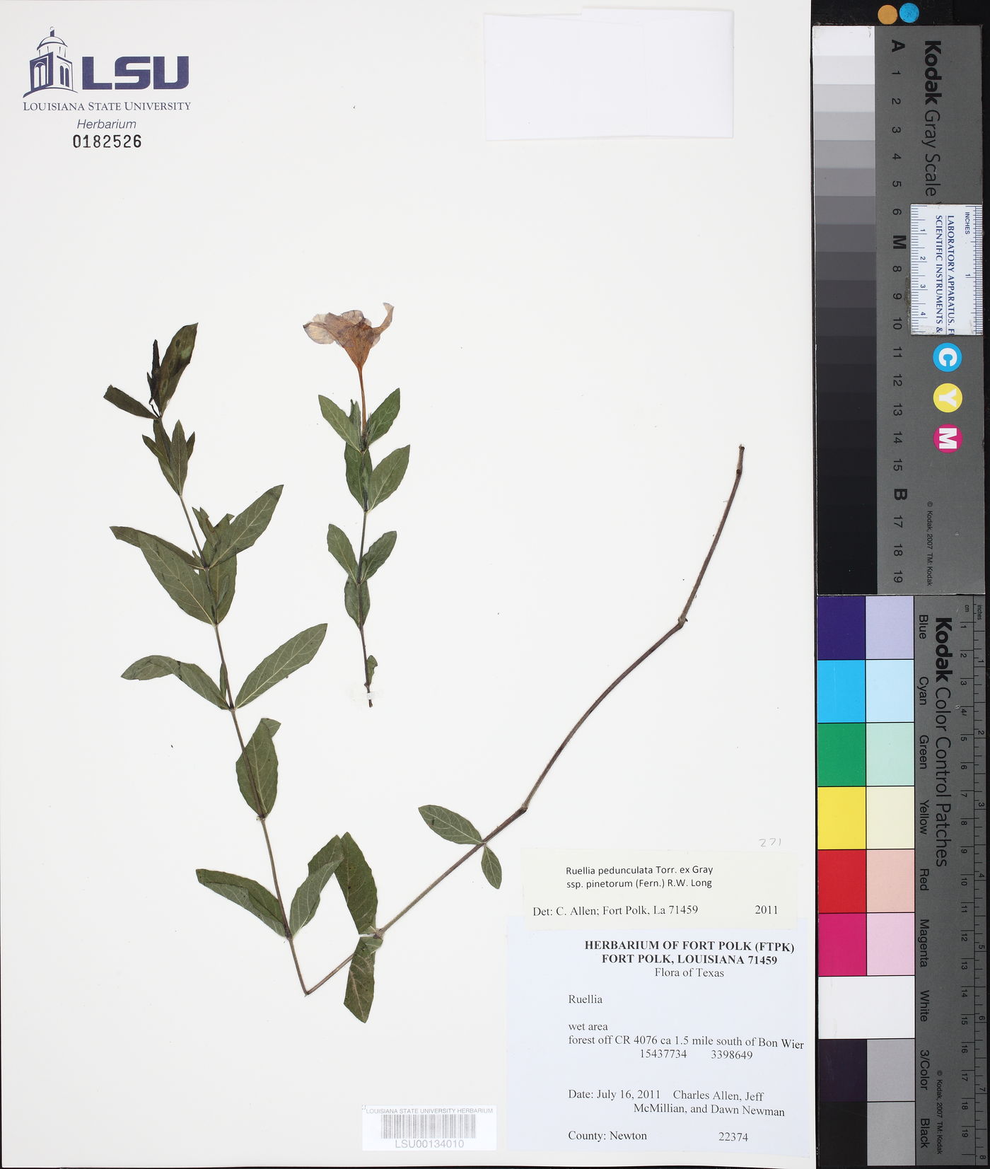 Ruellia pedunculata subsp. pinetorum image