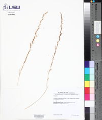 Aristida purpurascens var. virgata image