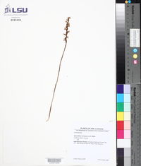 Spiranthes cernua image