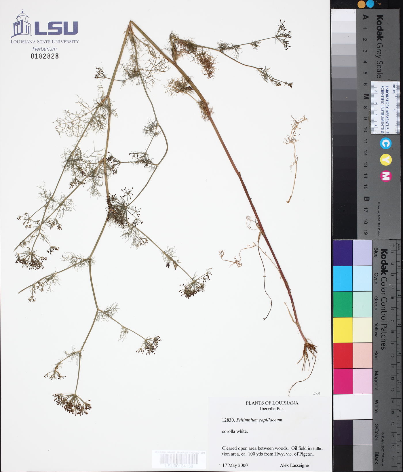 Ptilimnium capillaceum image