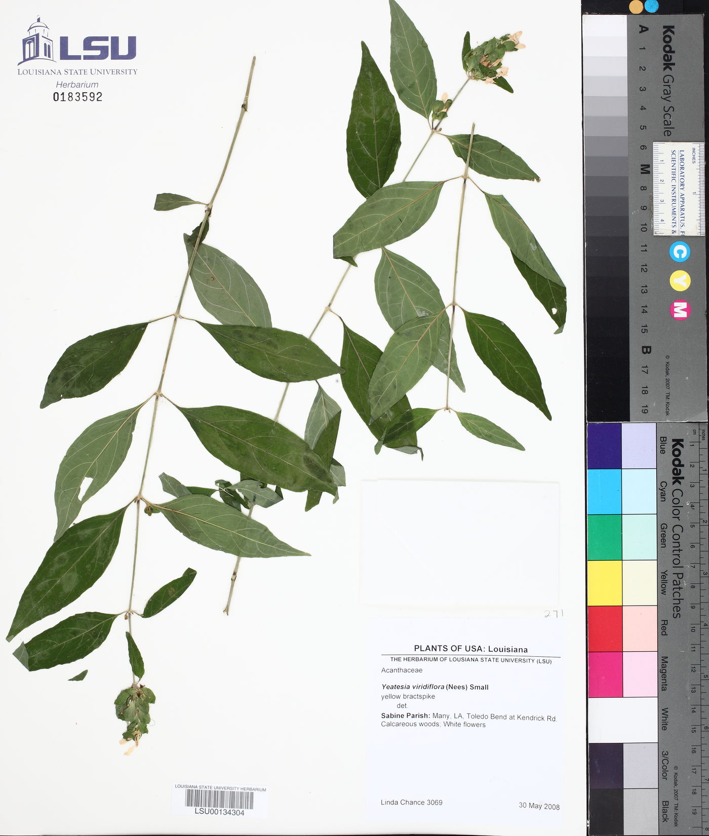 Yeatesia viridiflora image